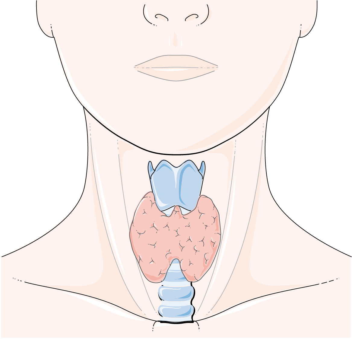 servier-drawing-thyroid-gland-no-labels-anatomytool